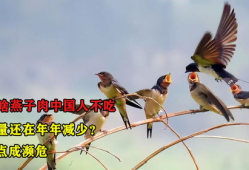 吃瓜爆料老燕子是谁,吃瓜爆料界神秘人物“老燕子”的真实身份
